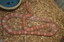 Ultimate hypo het. anery vrouw 2.JPG