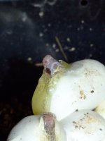 2008_0615pippies0012.JPG