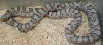 ultimate hypo anery licht 2.JPG