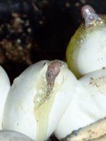 2008_0615pippies0013.JPG