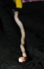 cropDSC_0308.jpg