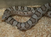 ultimate hypo anery vrouw 1.JPG