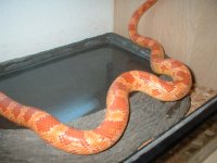 snake2.jpg