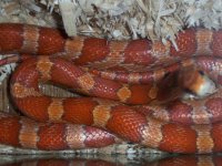 Curious Corn.jpg