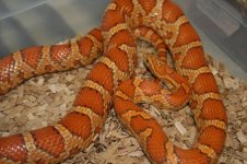 Ultimate hypo vrouw 1.JPG