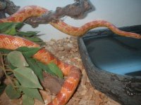 snake3.jpg