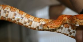 Ultimate hypo vrouw 3.JPG