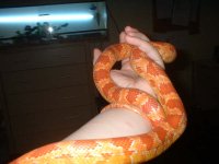 snake4.jpg
