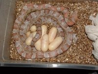 Forum Beauty's 2nd clutch 002.jpg
