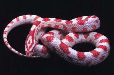 Candy Cane Corn Snake.jpg
