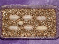 Forum Beauty's 2nd clutch 004.jpg