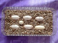 Forum Beauty's 2nd clutch 005.jpg