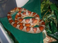 Cherry June 2008_800.jpg