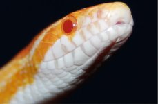Salazar's face 2.jpg