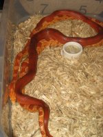 IMG_4204 Bloodred and Aztec Amel.JPG