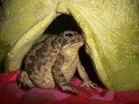 Toad House 001_800.jpg