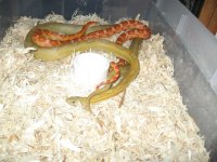 IMG_4441 Ultramel-Caramel Motley Hookup.JPG