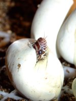 2008_0616pippiesII0010.JPG