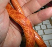 AFire_diffusion2_400x361.jpg