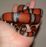 Milo 12-20-07 b-.jpg