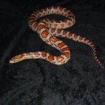 Fianna 01-19-08 a.jpg