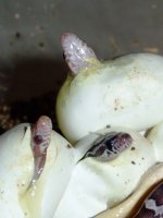 2008_0616pippiesII0018.JPG
