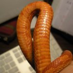 AFire_tummy_400x400.jpg