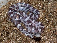 2008_0616pippiesII0020.JPG