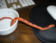 ASunglowMotley_fulL_400x313.jpg