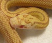 AButterStripe_head_400x330.jpg