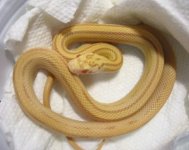 AButterStripe_full_400x318.jpg