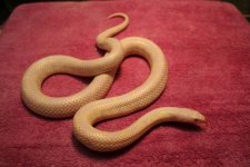 albino desert.JPG