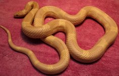 albino goini dark.JPG