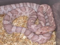 My Cornsnakes 025.jpg