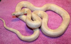 albino goini flash.JPG