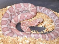 My Cornsnakes 009.jpg