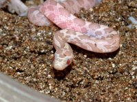 2008_0616pippiesIII0032.JPG