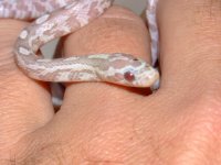 2008_0616pippiesIII0038.JPG