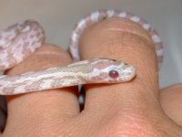 2008_0616pippiesIII0040.JPG
