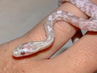 2008_0616pippiesIII0041.JPG