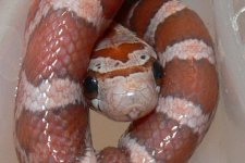 eggtooth-1.jpg