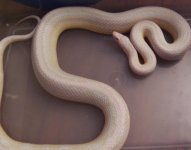 pink stripe female.JPG