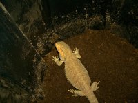 New Nest 002.jpg