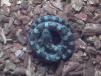 Simbi all curled up.jpg