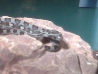 Simbi basking.jpg
