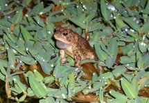 Night Toad 002cr.jpg