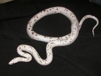 piebald corn snake 001-1.jpg