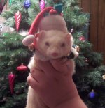 xmas_stinky.JPG