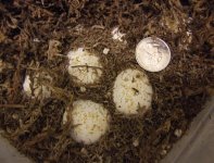 hatchlings 014.jpg