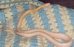 Xmas Boz resize 2.JPG